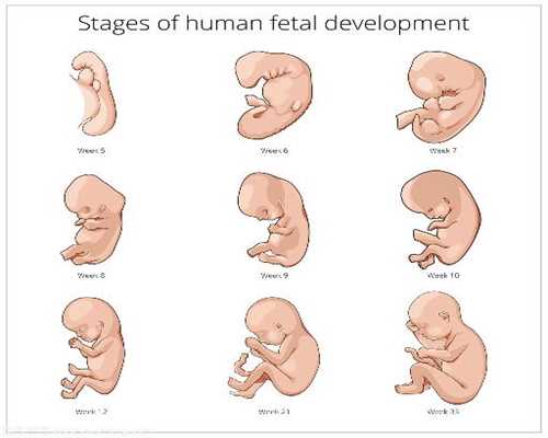 输卵管有几个生理狭窄-国内找代孕机构损害防备